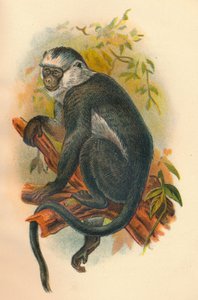 Letkut Langur, 1897