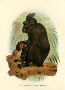 Celebean musta paviaani, 1896