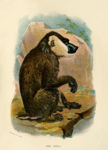 Pora, 1896 tekijältä Henry Ogg Forbes