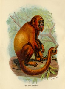 Punainen ulvoja, 1896