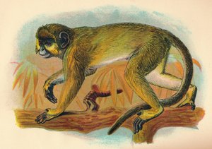 Talapoin, 1897 tekijältä Henry Ogg Forbes