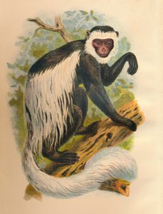 Valkopyrstö Guereza, 1897