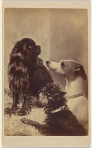 Floss, Daisy ja Fairy; Barroness McCliffordin koirat. Maalannut rouva Pointer. tekijältä Henry Pointer