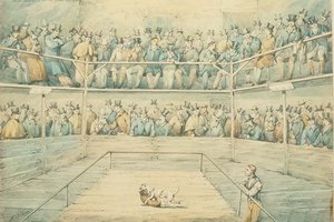 Koirataistelu Westminster Pittissä tekijältä Henry Thomas Alken
