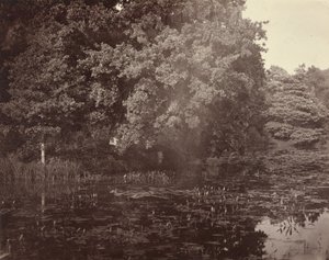 [Lampi puistossa, Surrey]