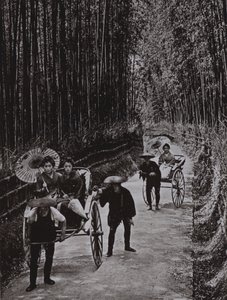 Bamboo Avenue Kiotossa (m/w kuva) tekijältä Herbert Ponting