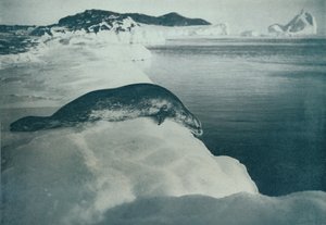 Weddellin sinetti sukeltamassa, c1911, 1913 tekijältä Herbert Ponting
