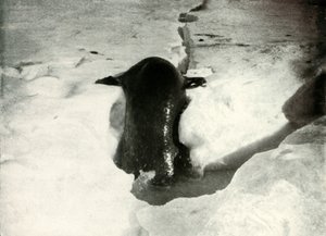 Weddellin sinetti pääsemässä jäälle, marraskuu 1911, 1913 tekijältä Herbert Ponting