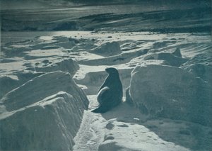 Weddellin sinetti rannalla, 1911, 1913 tekijältä Herbert Ponting