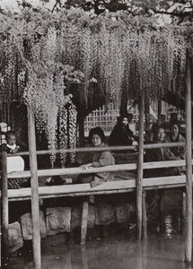 Wistaria Arbor at Kameido (m/w kuva) tekijältä Herbert Ponting