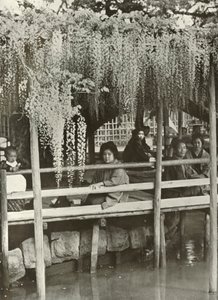 Wisteria Arbor Kameidossa, 1910. tekijältä Herbert Ponting