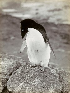 Pingviini Etelämantereella tekijältä Herbert Ponting