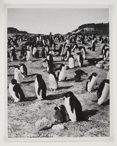 Adelie Penguins Cape Roydsissa (bromidiprintti) tekijältä Herbert Ponting