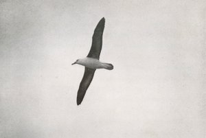 Albatrossi Soaring, c19101913, 1913 tekijältä Herbert Ponting