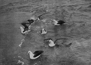 Albatrossit etsivät ruokaa Terra Novan jälkeen, c19101913, 1913 tekijältä Herbert Ponting