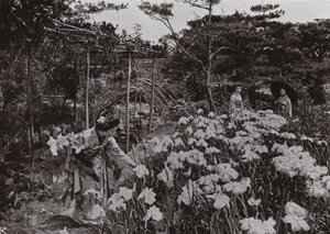 Iris Gardenissa Hori-kirissä (m/v kuva) tekijältä Herbert Ponting