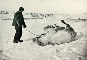 Cherry-Garrard antaa ponille Michael Roll in the Snow, c1911, 1913 tekijältä Herbert Ponting