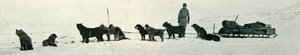 Koirat kauppoineen, jotka ovat lähdössä Hut Pointista, c1911, 1913 tekijältä Herbert Ponting