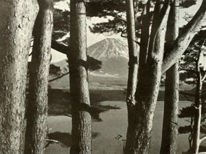 Fuji ja mäntypuut, 1910. tekijältä Herbert Ponting