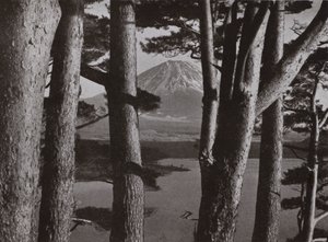 Fuji mäntyjen läpi (m/w kuva) tekijältä Herbert Ponting