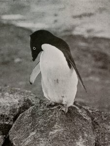 En välitä siitä, mitä minusta tulee, c19101913, 1913 tekijältä Herbert Ponting