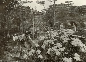 Iris Gardenissa, 1910. tekijältä Herbert Ponting