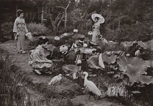 Lotus Gardenissa (mv/w kuva) tekijältä Herbert Ponting