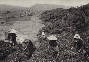 Japani 1920-luvulla: Teesato (m/w kuva) tekijältä Herbert Ponting