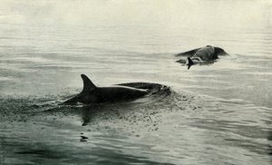 Killer Whales Rising To Blow, c19101913, 1913 tekijältä Herbert Ponting