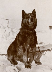 Krisravica, 19101913, 1913 tekijältä Herbert Ponting