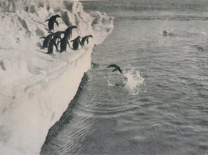 Penguins Diving, c1911, 1913 tekijältä Herbert Ponting
