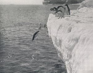 Penguins Diving, c1911, 1913 tekijältä Herbert Ponting