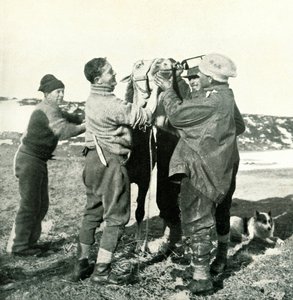 Pony Takes Whisky, 8. helmikuuta 1911, 1913 tekijältä Herbert Ponting