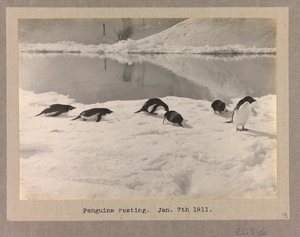 Kuusi Adelie-pingviiniä lepää jäällä. tekijältä Herbert Ponting