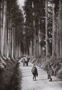 The Cryptomerias Avenue at Nikko (m/w kuva) tekijältä Herbert Ponting