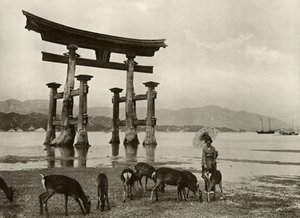 Vanha Torii Miyajimassa, 1910. tekijältä Herbert Ponting
