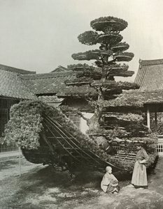 Pine-Tree Junk Kinkakujissa, 1910. tekijältä Herbert Ponting