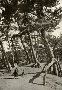 The Pines of Shizu-Ura, 1910. tekijältä Herbert Ponting