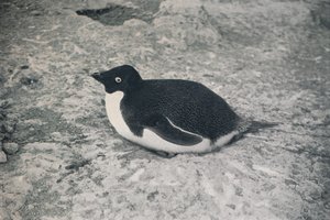This One Hasnt., c1911, 1913 tekijältä Herbert Ponting