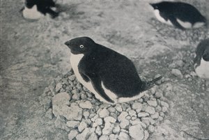 Tällä pingviinillä on ahkera puoliso, c1911, 1913 tekijältä Herbert Ponting