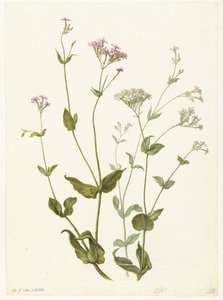 Virtsarakon Senna ja Sticky Catchfly Rode en witte Viscaria of pekanjer