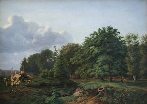 Metsä Hellebækin lähellä Pohjois-Seelannissa. Iltapäivällä.