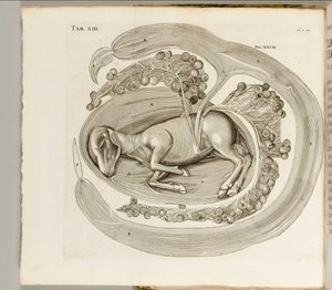 Eläin kohdussa, 1738 tekijältä Hieronymus Fabricius ab Aquapendente