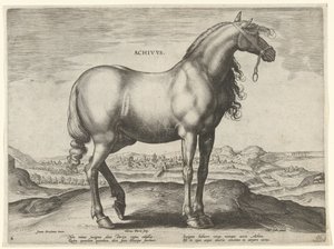 Hevonen Kreikasta (Achivus) Achivvs (otsikko esineessä) Hevosrodut Itävallan Don Juanin kuninkaallisilta tallilta (sarjan nimi) Equile Ioannis Austriaci Caroli (sarjan nimi) tekijältä Hieronymus Wierix