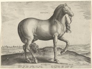Hevonen Sisiliasta (Siculus) Sicvlvs (otsikko objektissa) Hevosrodut Itävallan Don Juanin kuninkaallisilta tallilta (sarjan nimi) Equile Ioannis Austriaci Caroli (sarjan nimi)