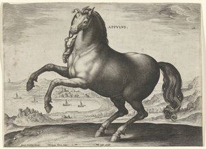 Hevonen Etelä-Italiasta (Appulus) Appvlvs (otsikko objektissa) Hevosrodut Itävallan Don Juanin kuninkaallisilta tallilta (sarjan nimi) Equile Ioannis Austriaci Caroli (sarjan nimi) tekijältä Hieronymus Wierix