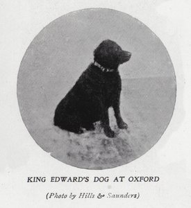 Kuningas Edward VII:n koira Oxfordin yliopistossa (m/v kuva)
