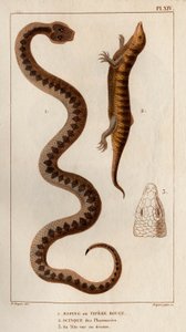 Aesping tai Red Vipere, Skink apteekeista, hänen päänsä ylhäällä." Fauna des Mdecins tai eläinten ja niiden tuotteiden historia, Hippolyte Cloquet” - Volume 6 - 1825. tekijältä Hippolyte Cloquet