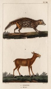 Sivetti ja myski." "Fauna des Mdecins tai eläinten ja niiden tuotteiden historia, Hippolyte Cloquet" - Volume 6 - 1825. tekijältä Hippolyte Cloquet
