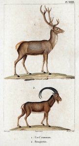 Tavallinen hirvi ja merihirvi." "Fauna des Mdecins tai eläinten ja niiden tuotteiden historia, Hippolyte Cloquet" - Volume 6 - 1825.